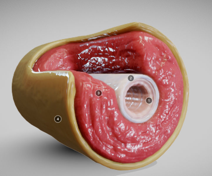 Muscular Artery Low-poly 3D model_3