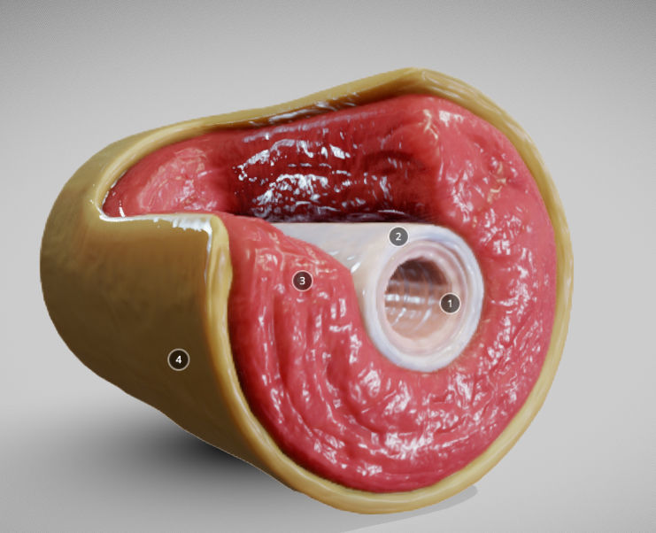 Muscular Artery Low-poly 3D model_4