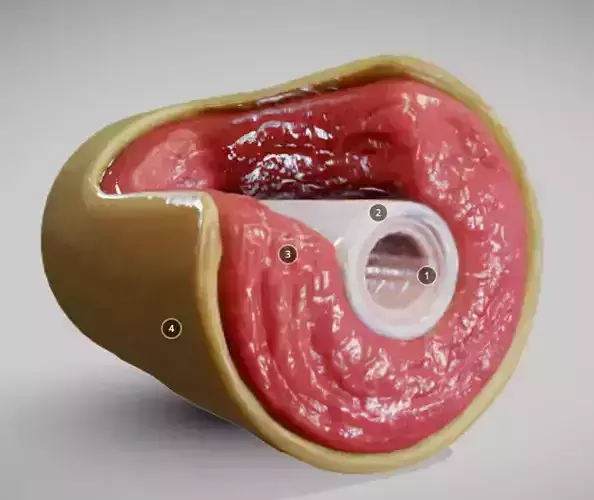 Muscular Artery Low-poly 3D model