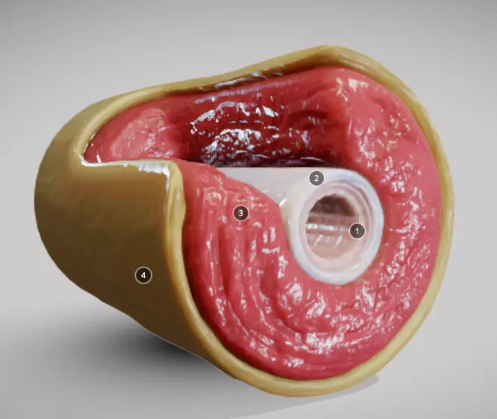 Muscular Artery Low-poly 3D model_0