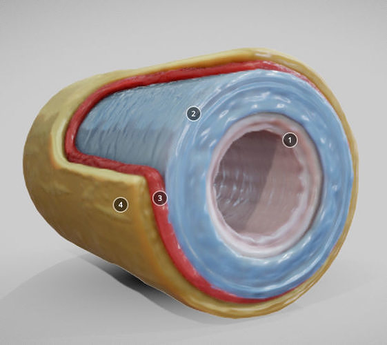 Elastic Artery Low-poly 3D model