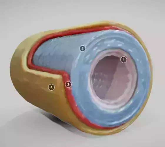 Elastic Artery Low-poly 3D model