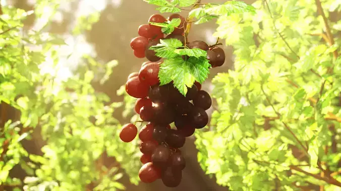 GRAPES FRUITS