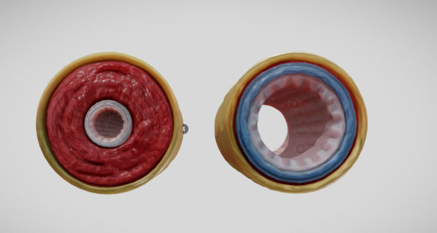 Elastic Vs Muscular Artery animated Low-poly 3D model_3