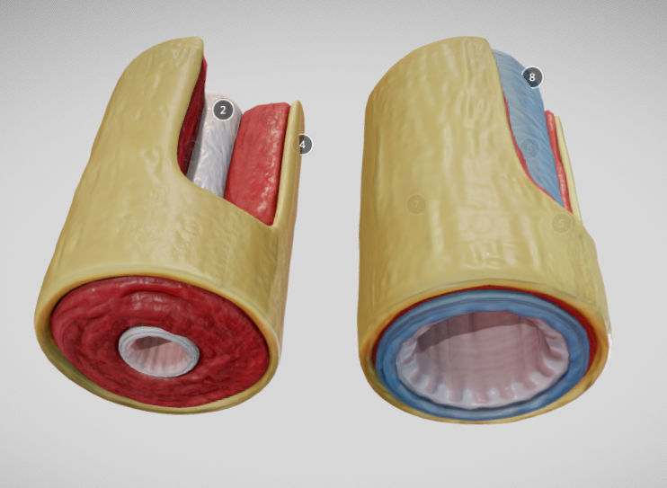 Elastic Vs Muscular Artery animated Low-poly 3D model_5