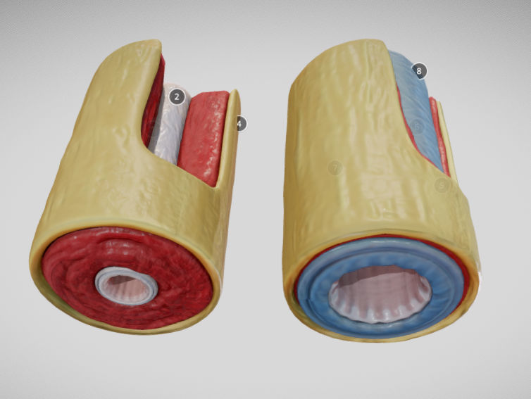 Elastic Vs Muscular Artery animated Low-poly 3D model_4