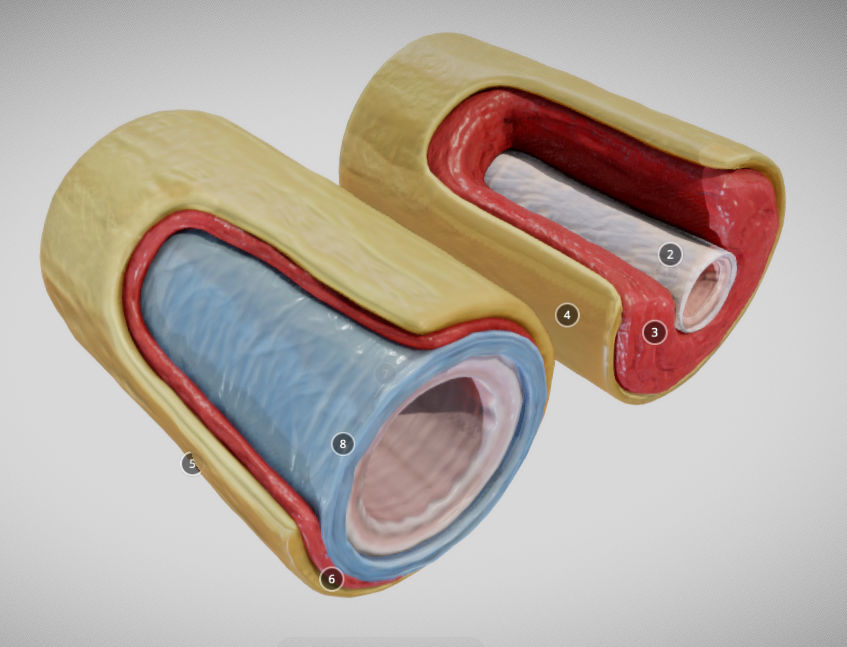 Elastic Vs Muscular Artery animated Low-poly 3D model_6