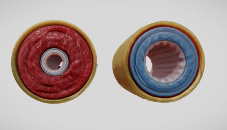 Elastic Vs Muscular Artery animated Low-poly 3D model_2