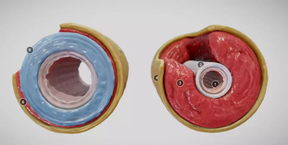 Elastic Vs Muscular Artery animated Low-poly 3D model_0