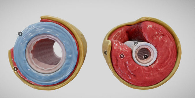 Elastic Vs Muscular Artery animated Low-poly 3D model
