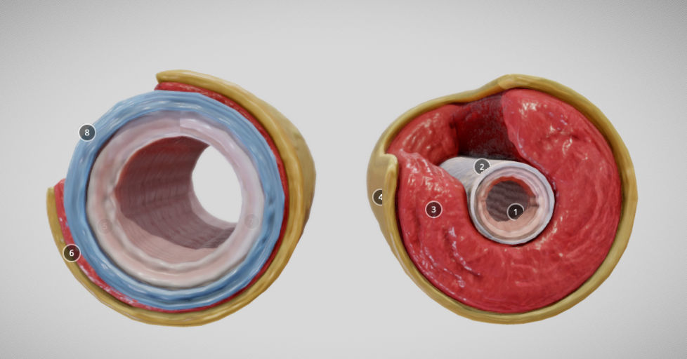 Elastic Vs Muscular Artery animated Low-poly 3D model_1