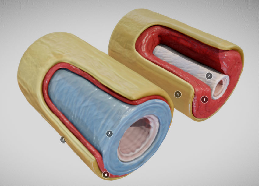 Elastic Vs Muscular Artery animated Low-poly 3D model_7