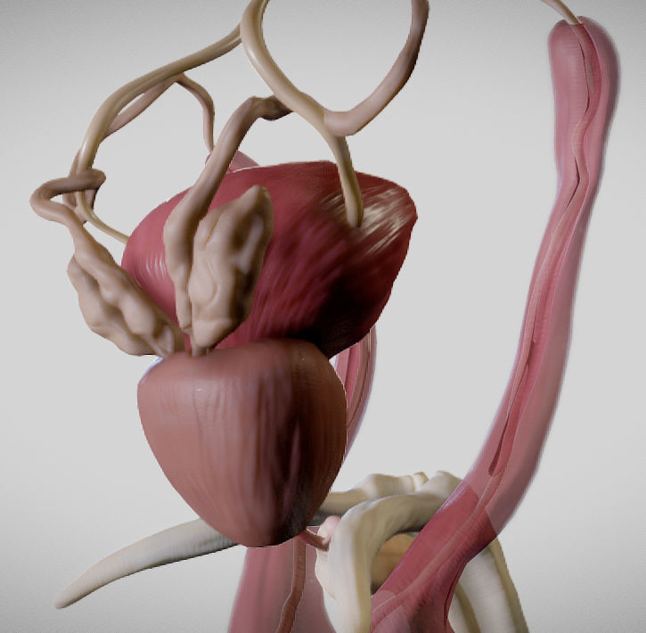 Male Urogenital System Low-poly 3D model_11