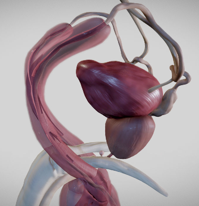 Male Urogenital System Low-poly 3D model_9