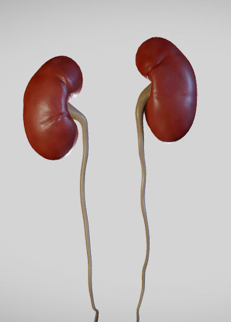 Male Urogenital System Low-poly 3D model_7