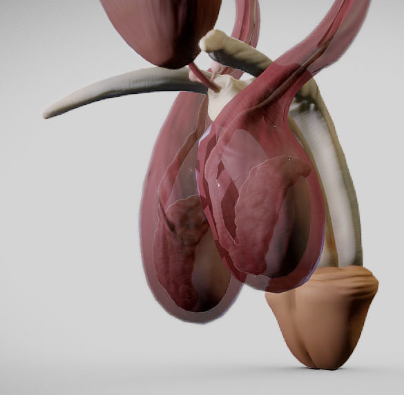 Male Urogenital System Low-poly 3D model_12