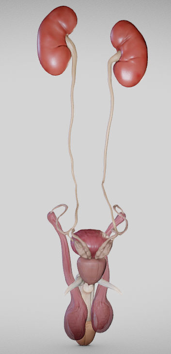 Male Urogenital System Low-poly 3D model_3