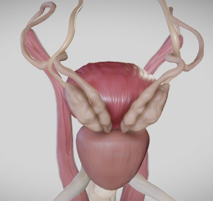 Male Urogenital System Low-poly 3D model_10