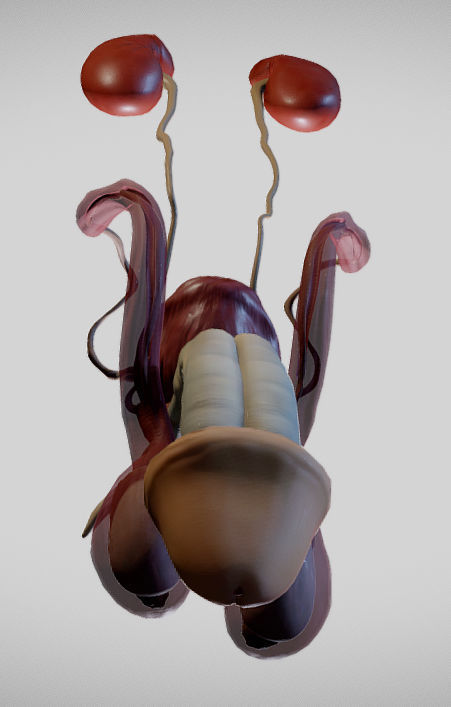 Male Urogenital System Low-poly 3D model_6