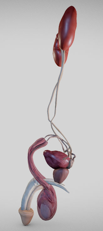 Male Urogenital System Low-poly 3D model_1