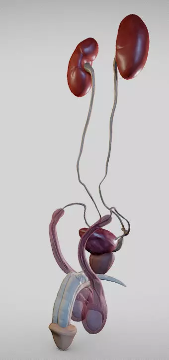 Male Urogenital System Low-poly 3D model_0