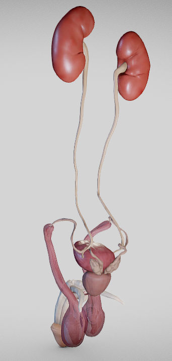 Male Urogenital System Low-poly 3D model_2
