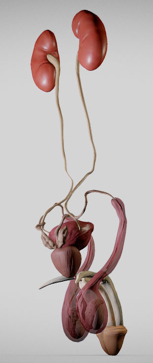 Male Urogenital System Low-poly 3D model_4