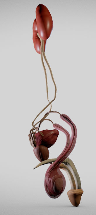 Male Urogenital System Low-poly 3D model_5