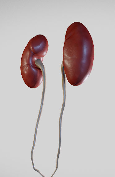 Male Urogenital System Low-poly 3D model_8