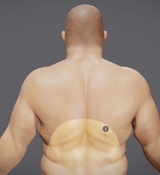 Male Vs Female Fat Distribution Low-poly 3D model_13