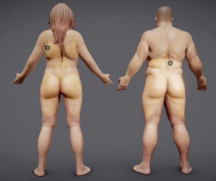 Male Vs Female Fat Distribution Low-poly 3D model_2