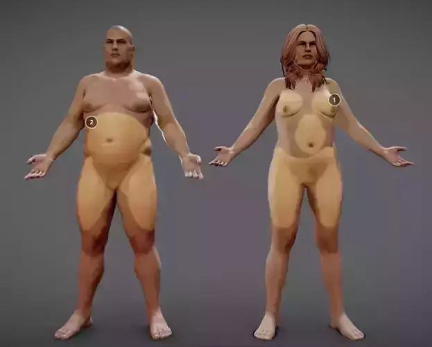 Male Vs Female Fat Distribution Low-poly 3D model