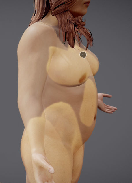 Male Vs Female Fat Distribution Low-poly 3D model_7