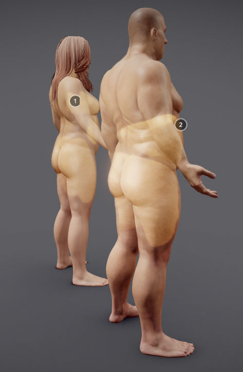 Male Vs Female Fat Distribution Low-poly 3D model_3