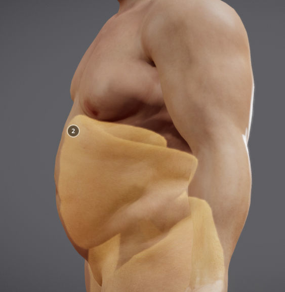 Male Vs Female Fat Distribution Low-poly 3D model_6