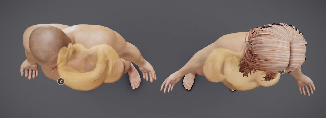 Male Vs Female Fat Distribution Low-poly 3D model_8