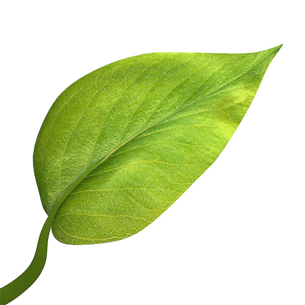 Small plant design 3D model_2