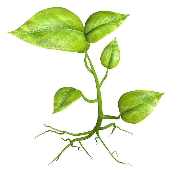 Small plant design 3D model_1