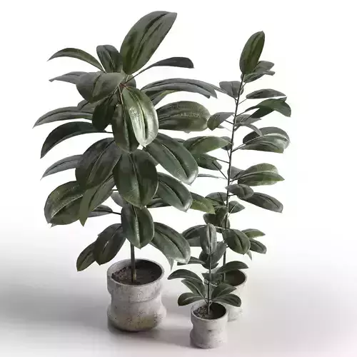 Indoor plant 04