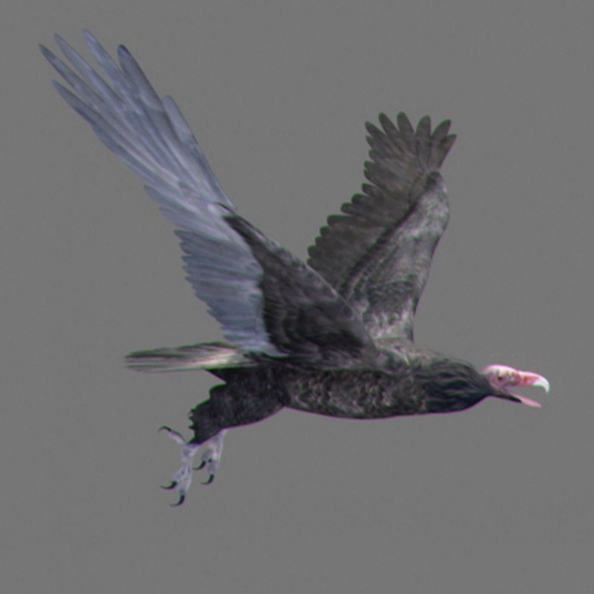 Animated Vultures 3D model_3