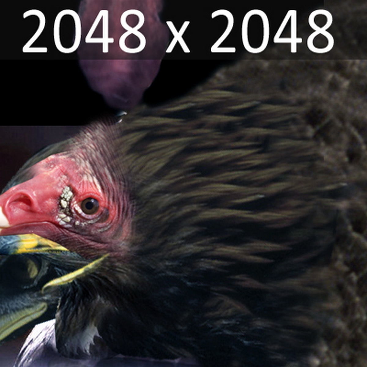 Animated Vultures 3D model_14