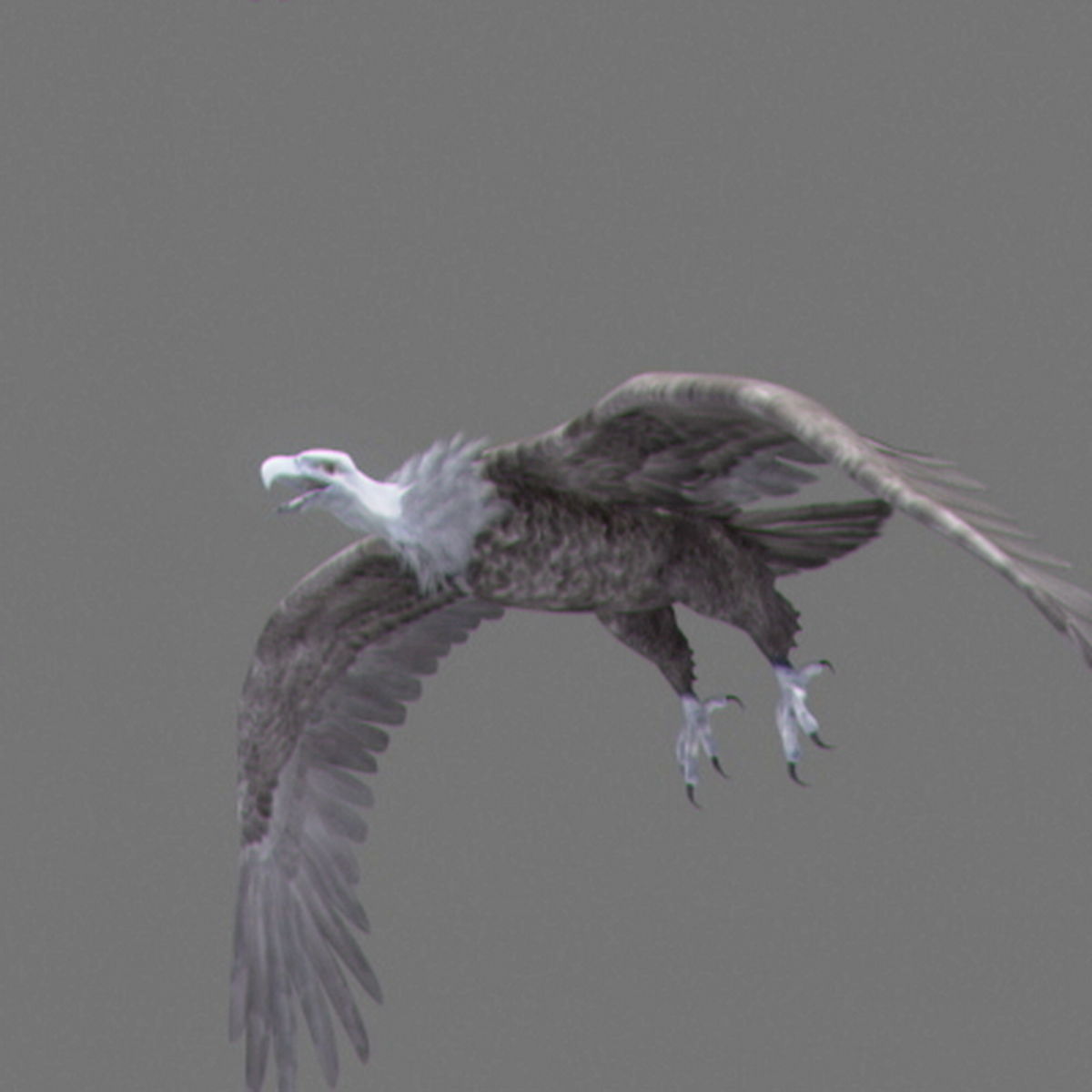 Animated Vultures 3D model_12