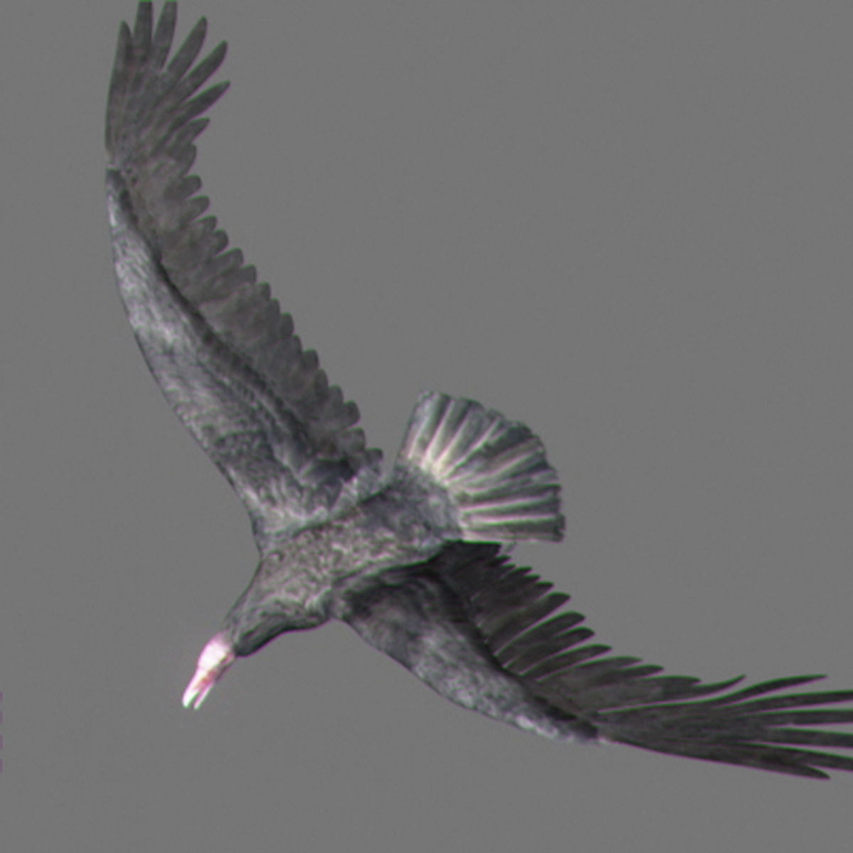 Animated Vultures 3D model_6
