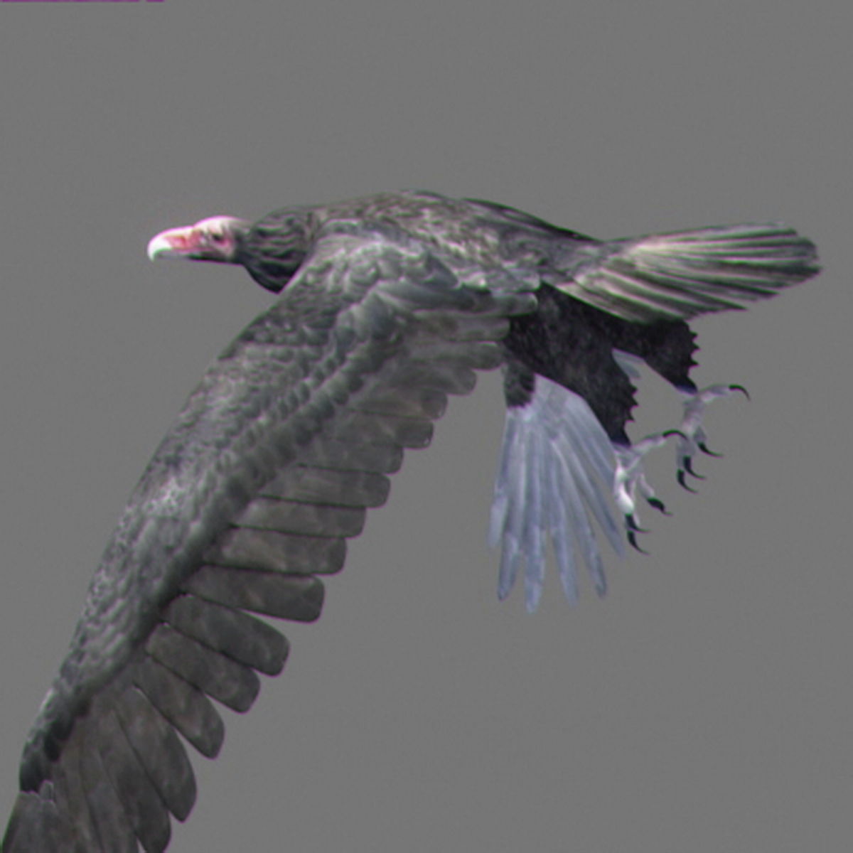 Animated Vultures 3D model_7