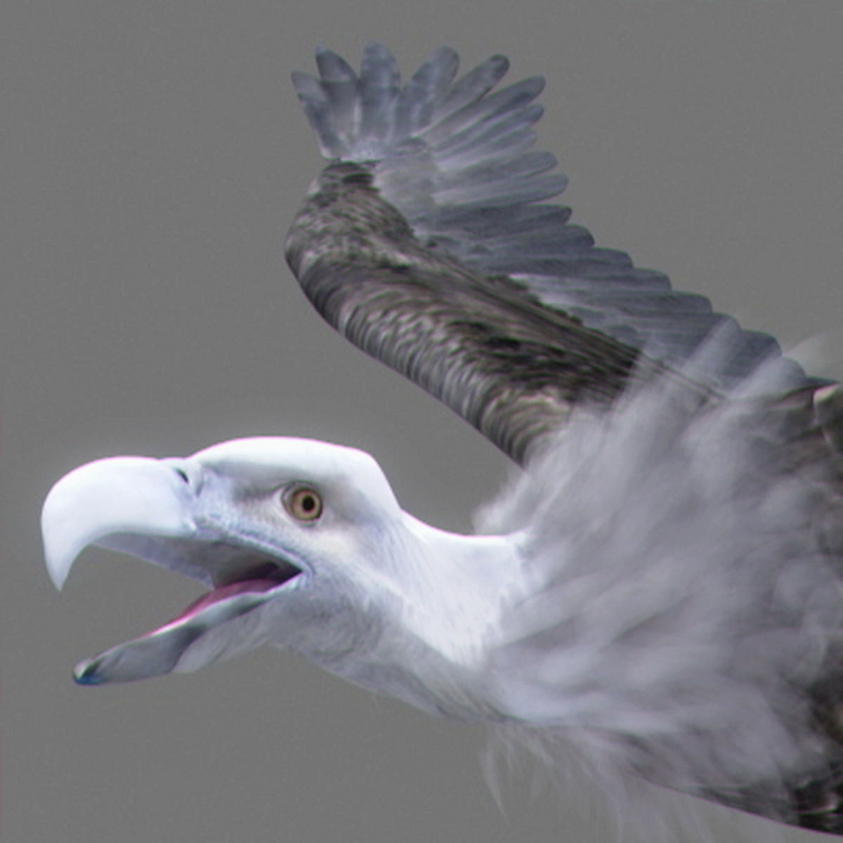 Animated Vultures 3D model_8