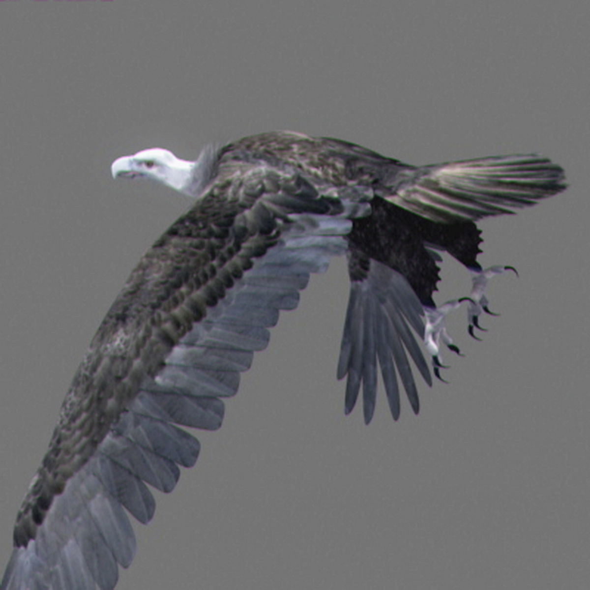 Animated Vultures 3D model_11