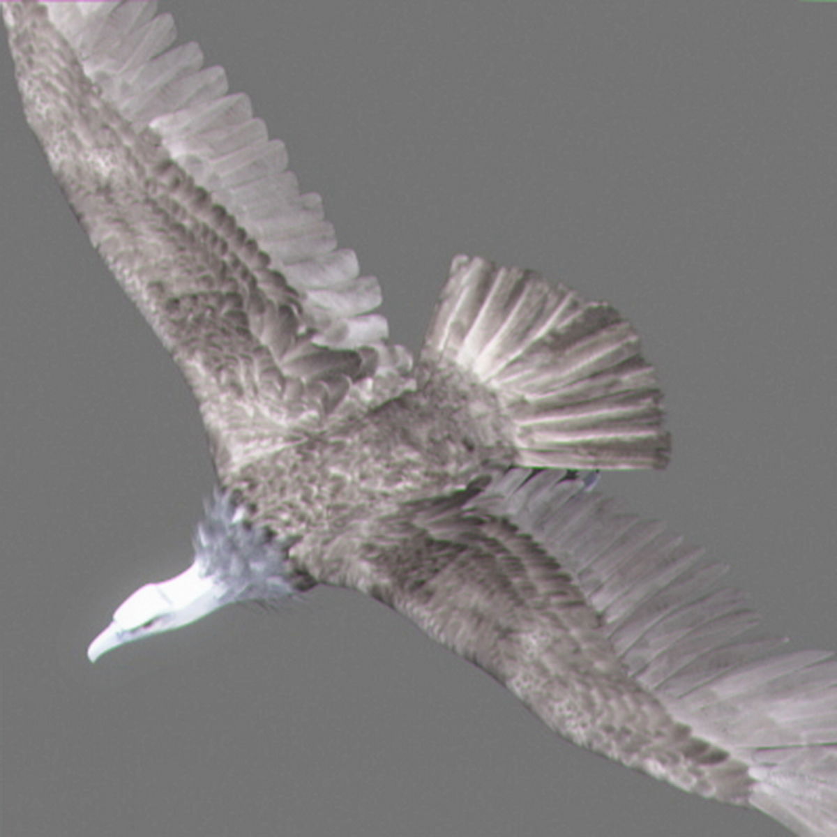 Animated Vultures 3D model_13