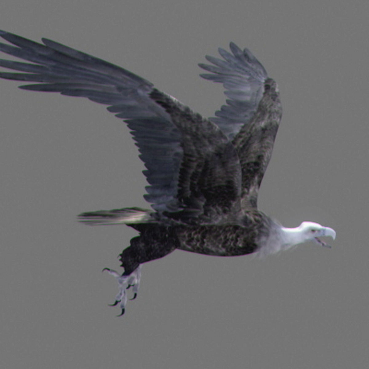 Animated Vultures 3D model_10