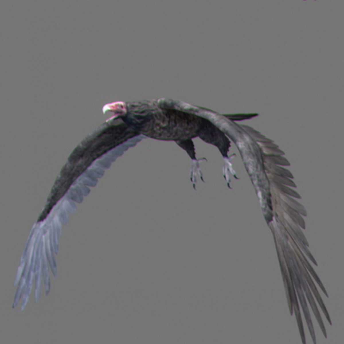 Animated Vultures 3D model_4