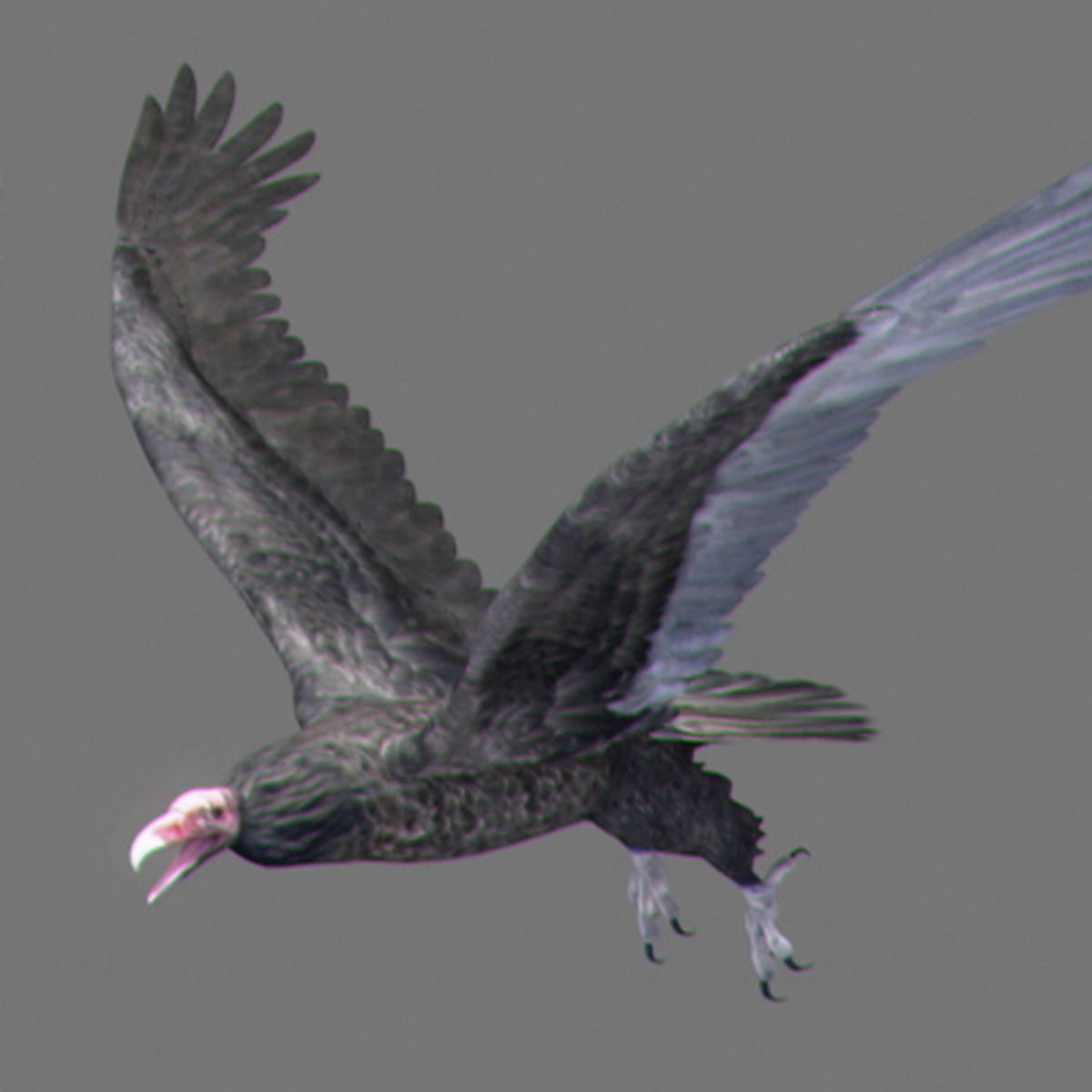 Animated Vultures 3D model_5